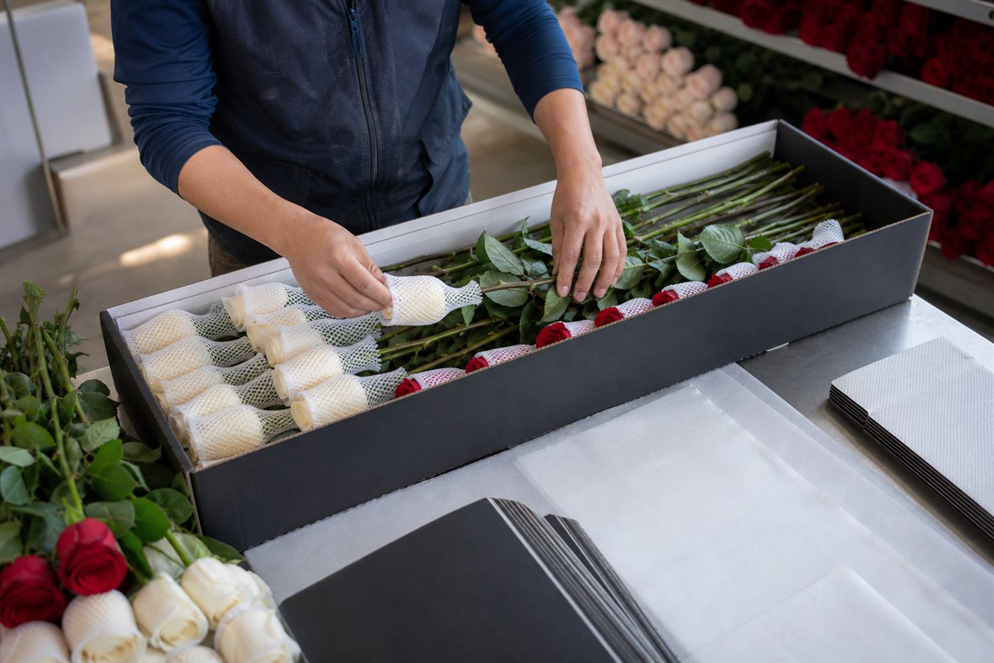 Dated shipment of long-stem Ecuadorian roses packed for export