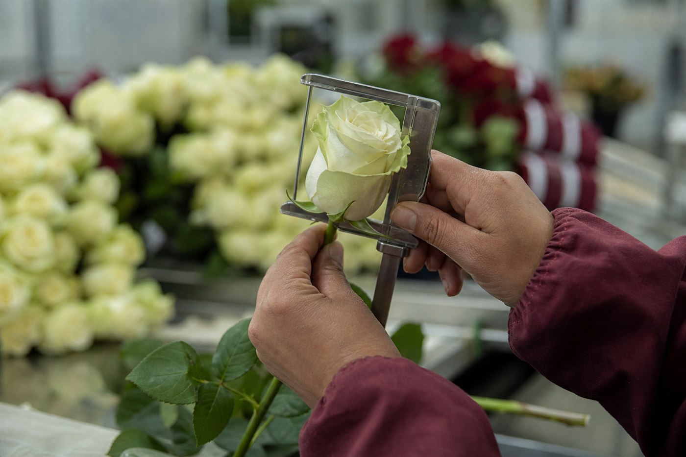 A premium Ecuadorian rose being quality-inspected before export